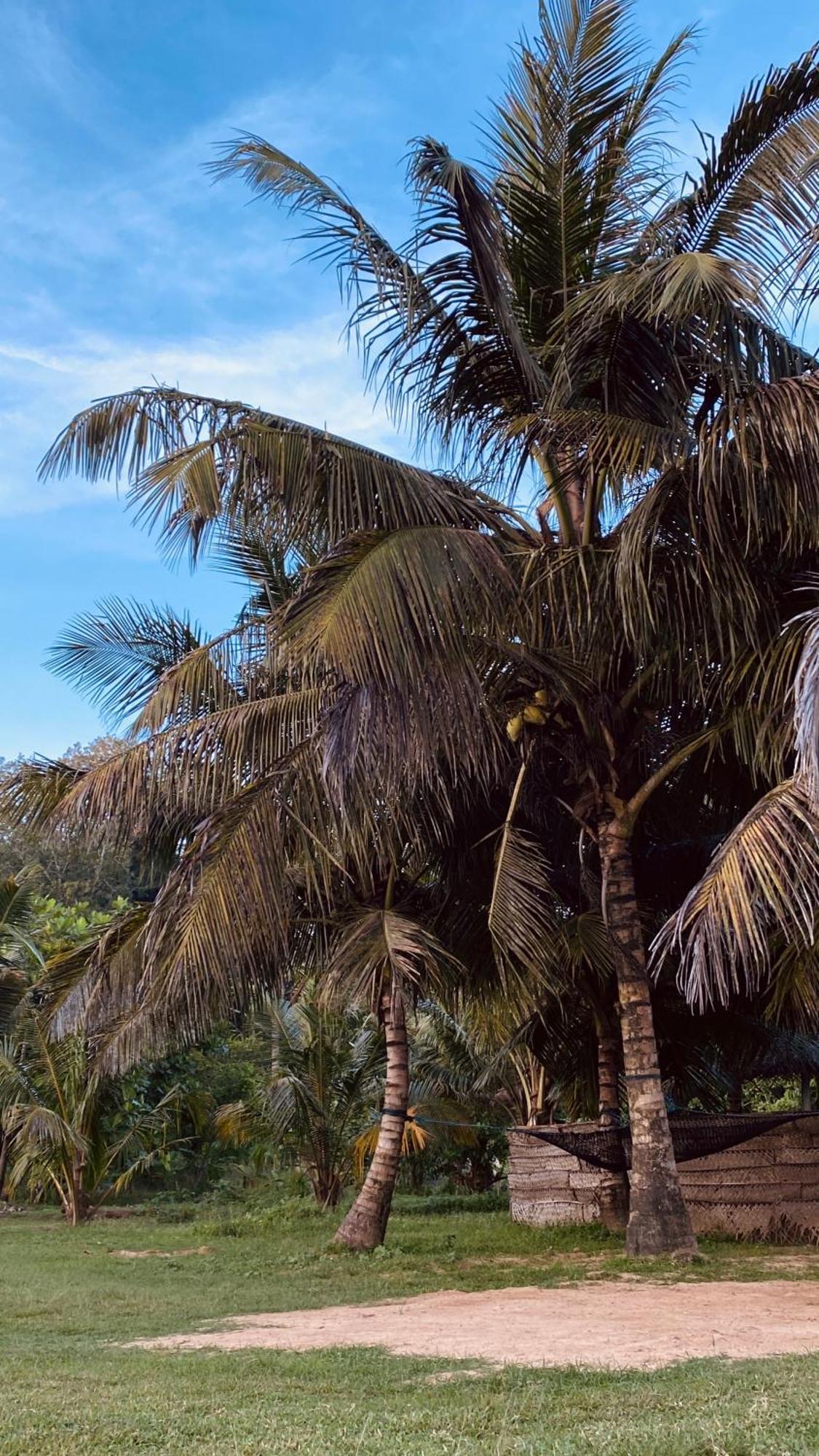 Calma - Surf, Yoga & Coffee On A Private Beach ディックウェラ エクステリア 写真